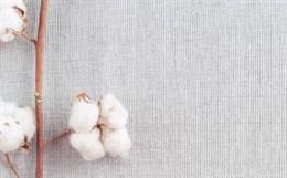 Organic Cotton Small pic